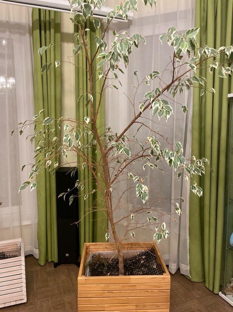 Ficus retusa