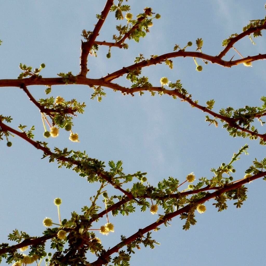 Vachellia seyal