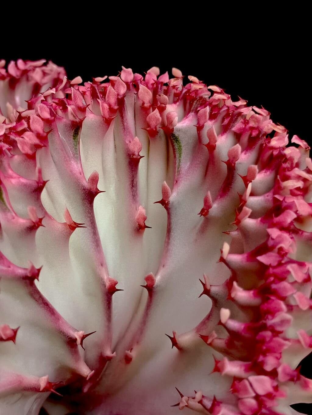 Euphorbia lactea