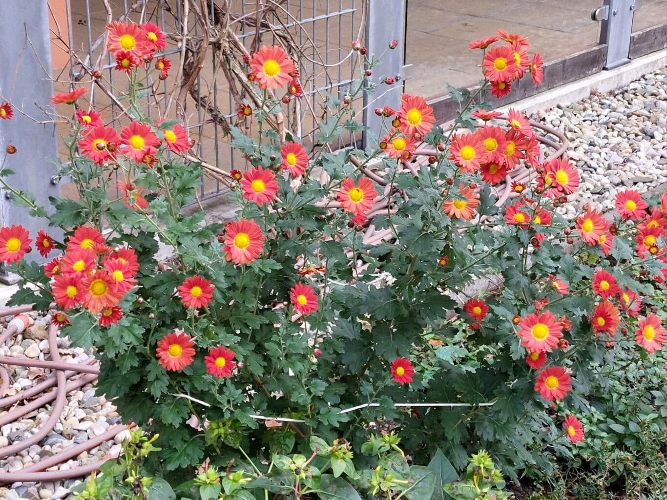 Chrysanthemum morifolium