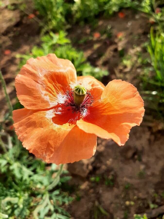 Papaver dubium