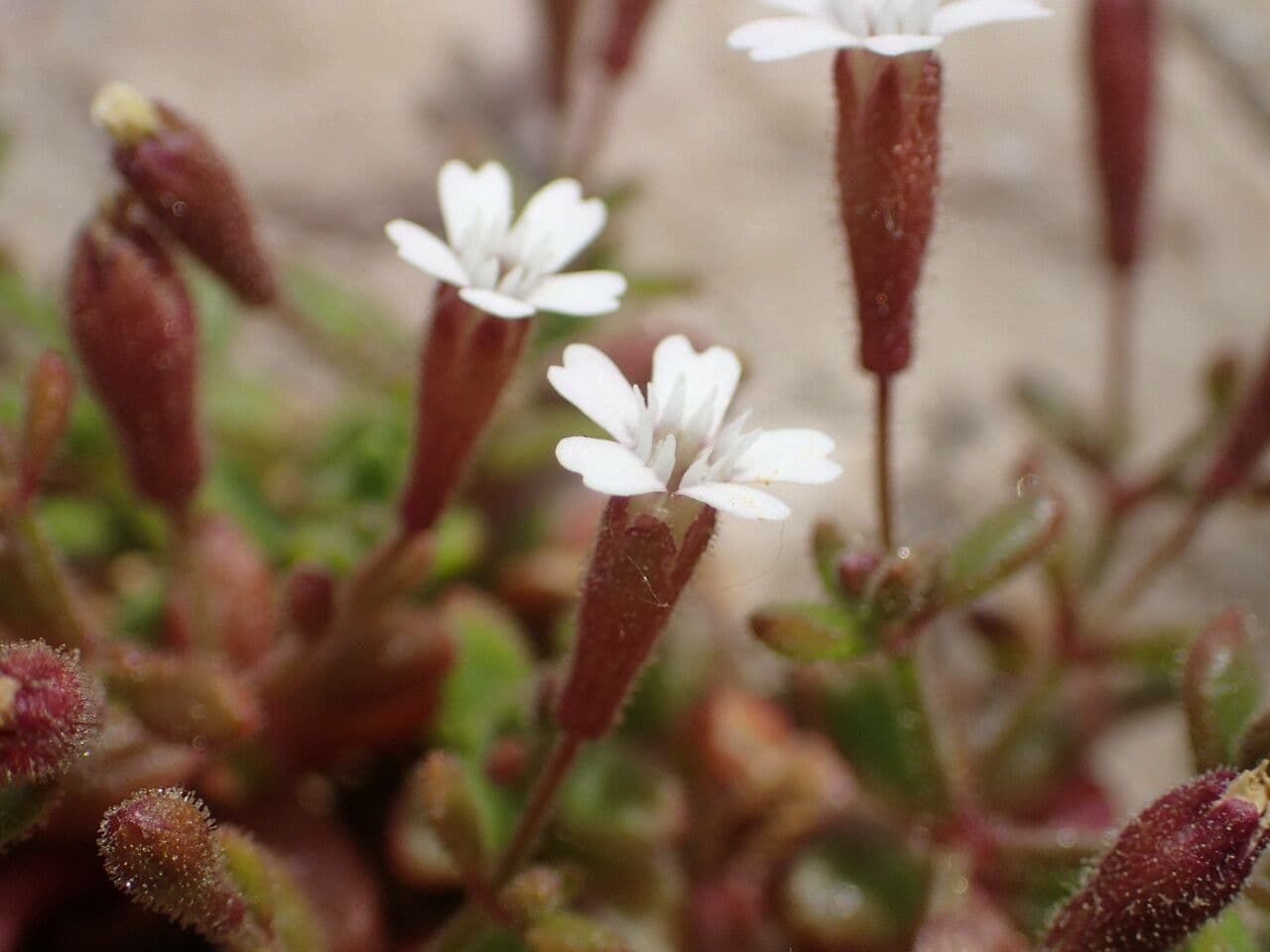 Silene sedoides