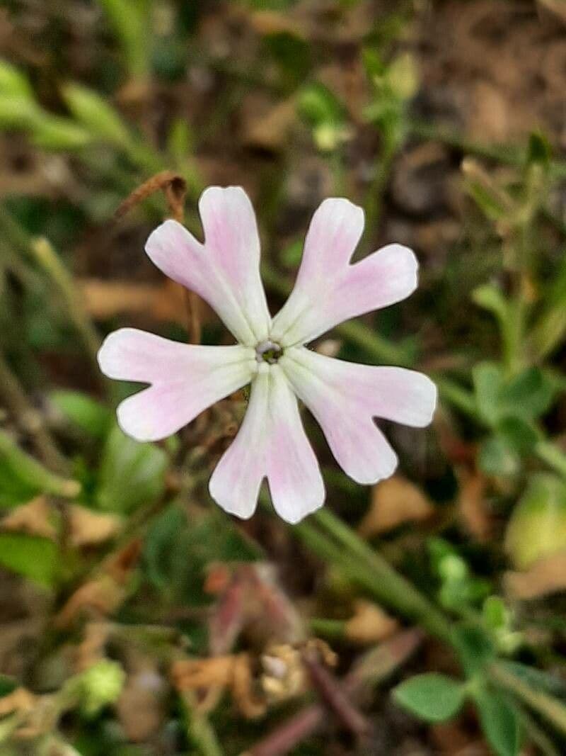 Silene sericea