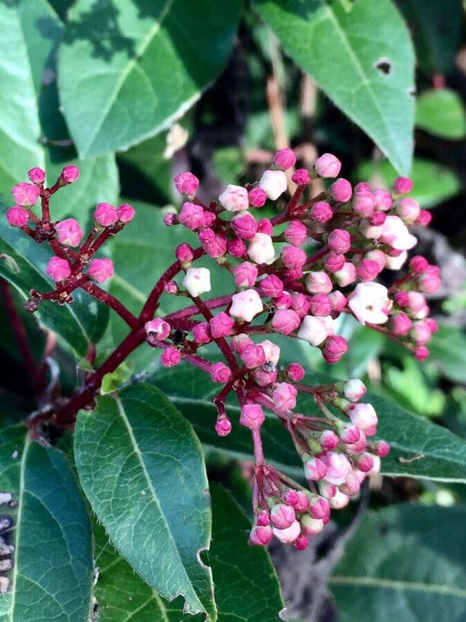 Viburnum tinus