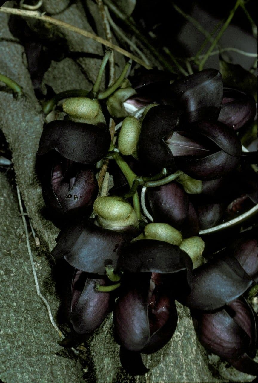Mucuna sempervirens