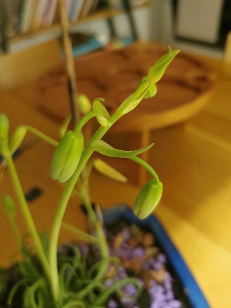 Albuca spiralis