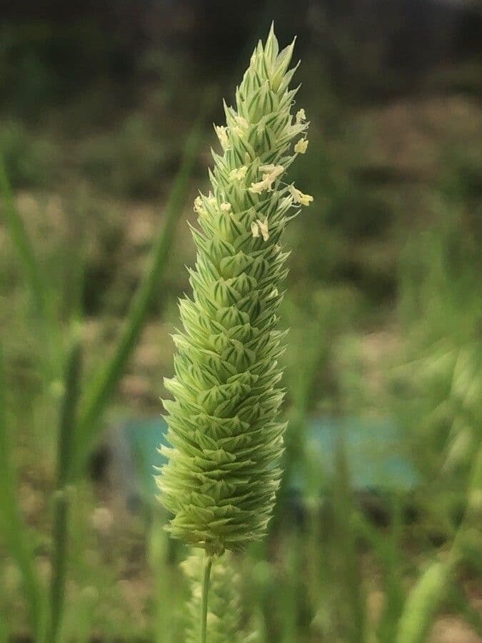 Phalaris minor