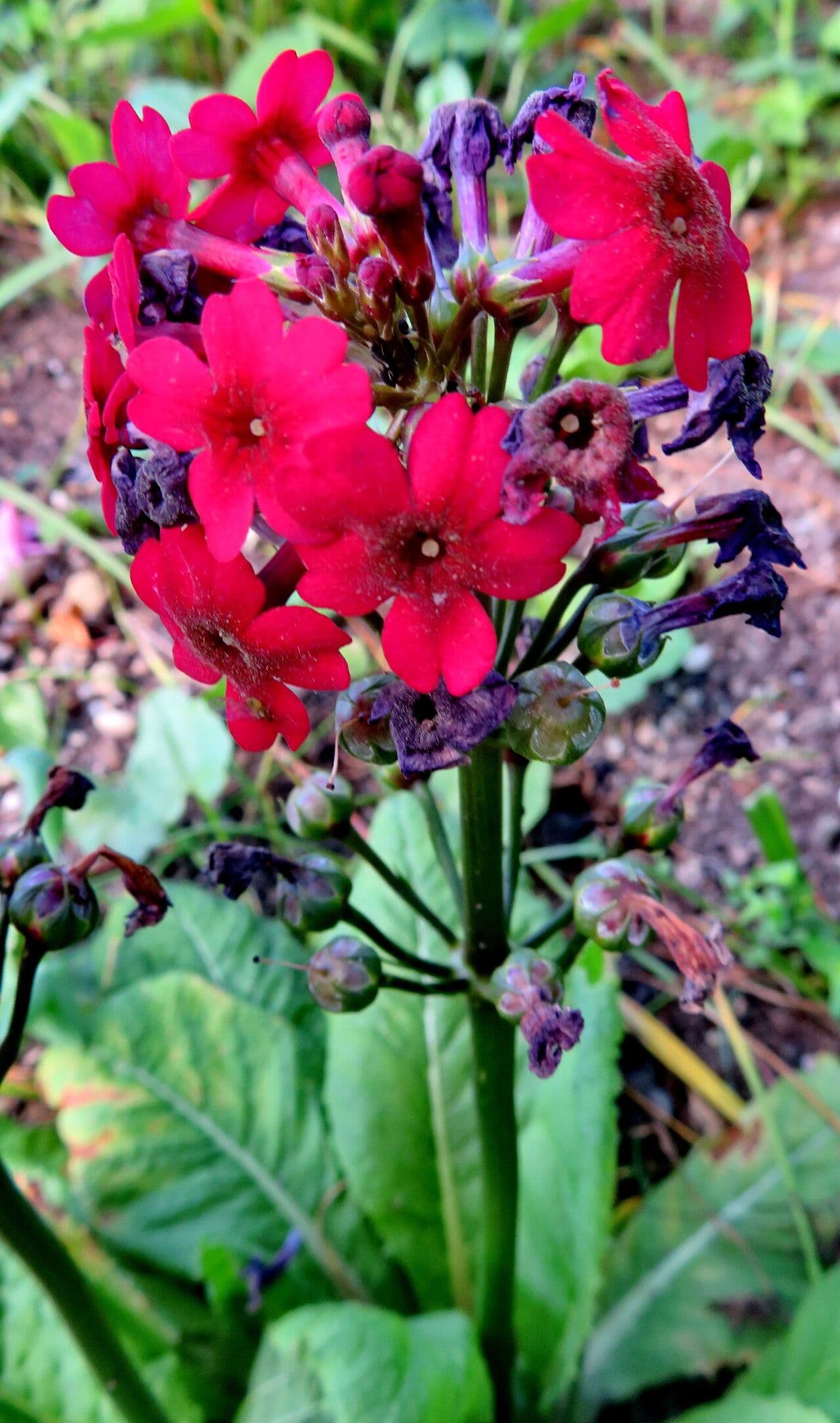 Primula vialii