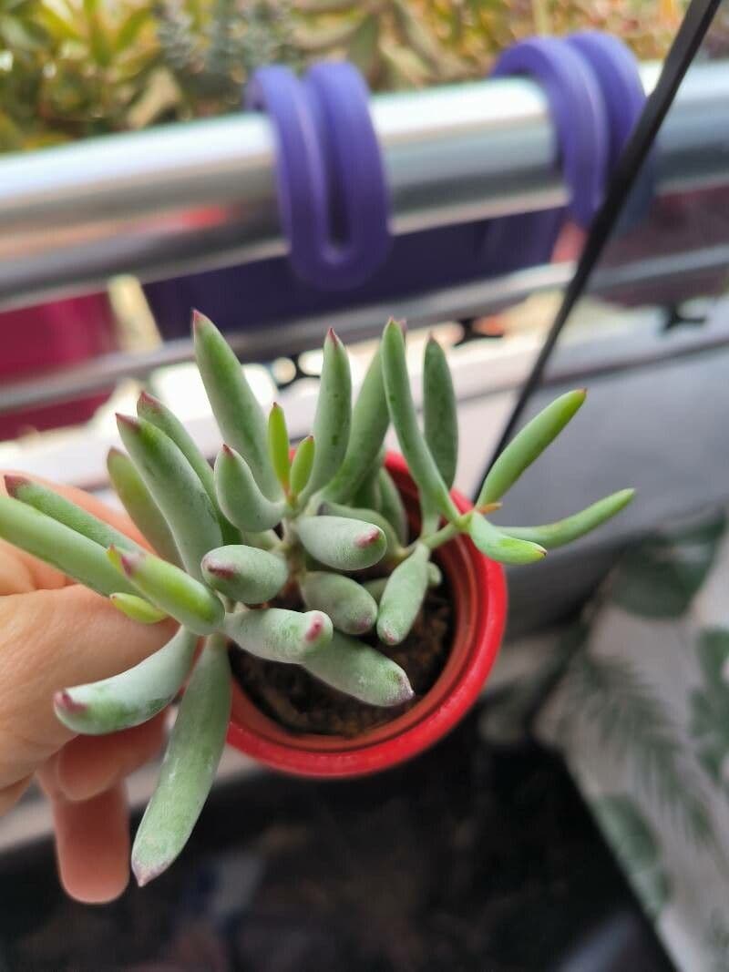 Sedum pachyphyllum