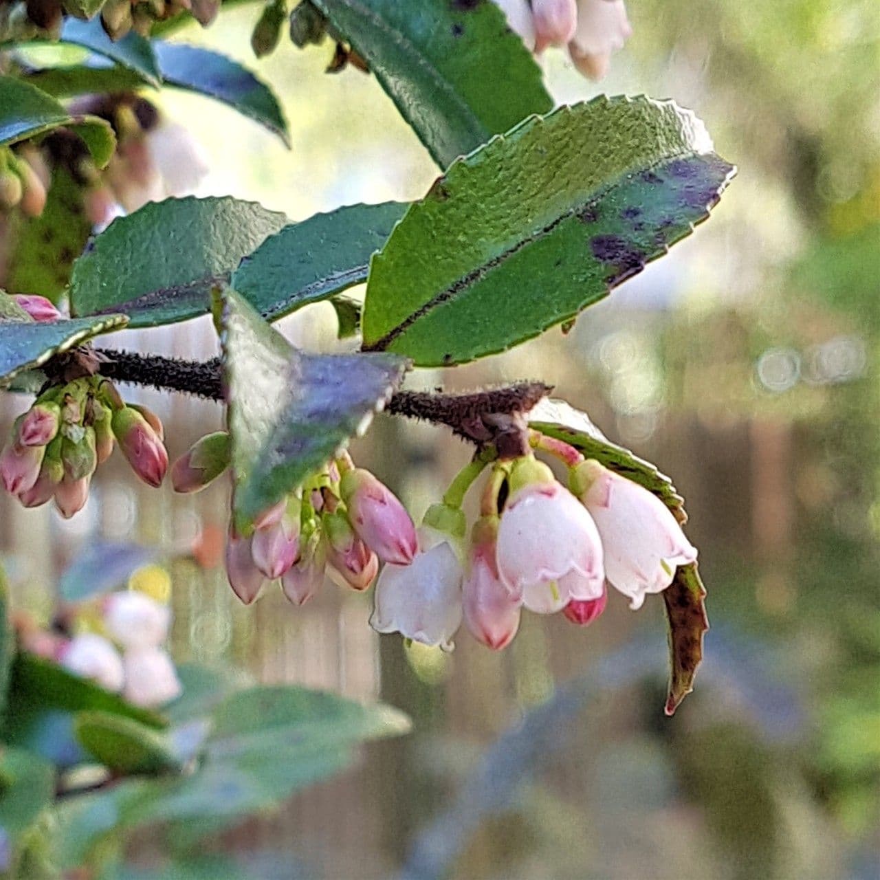 Vaccinium ovatum