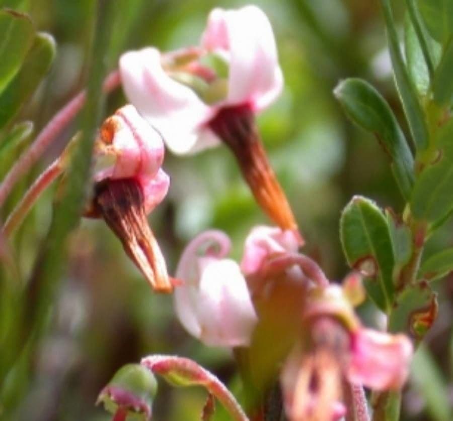 Vaccinium macrocarpon