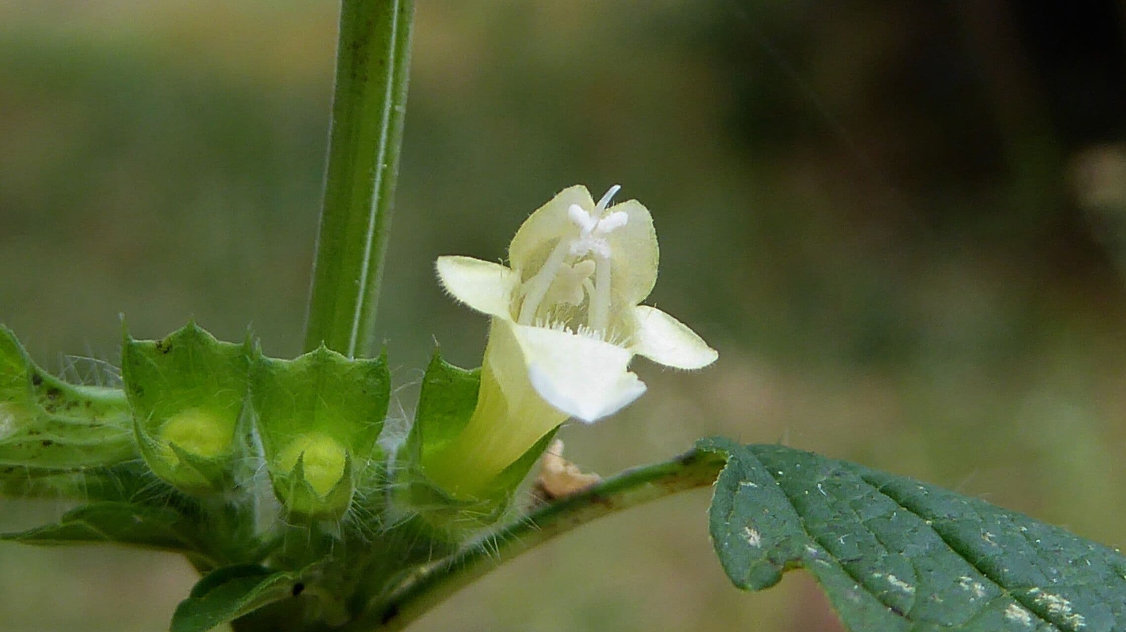 Melissa officinalis