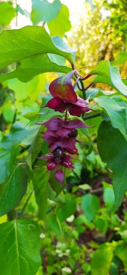 Leycesteria formosa