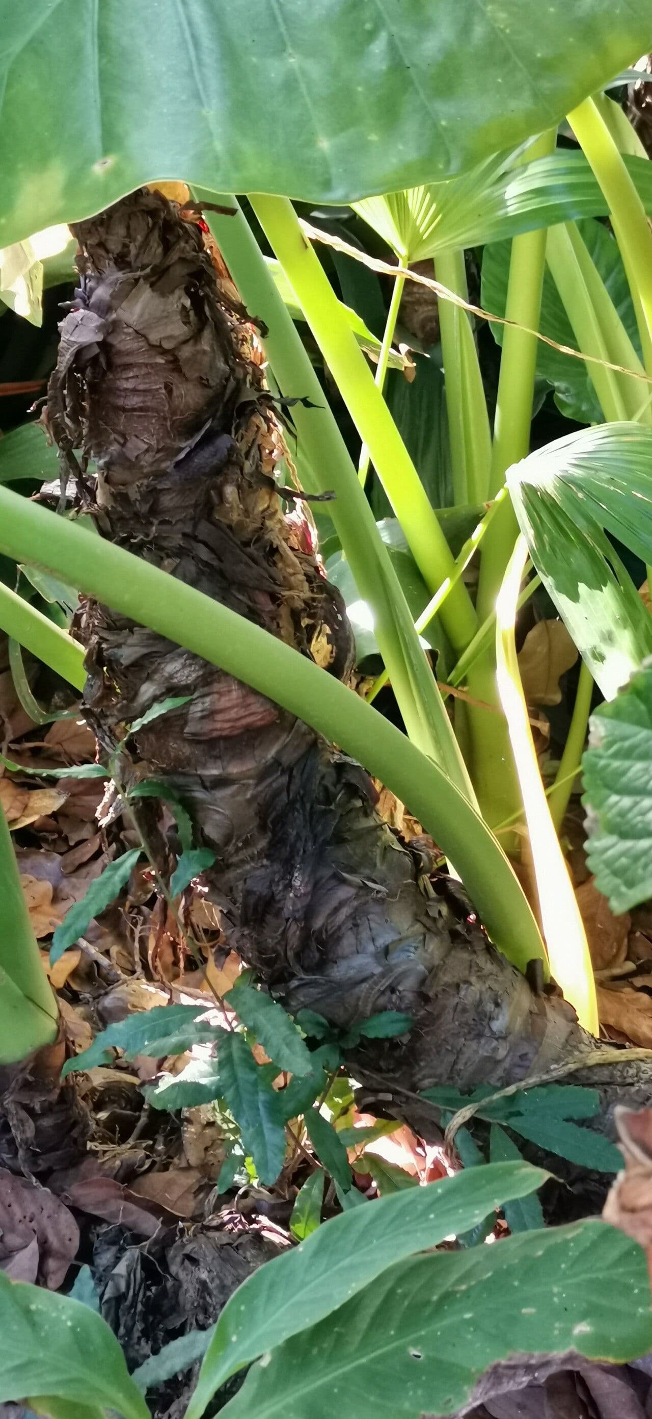 Alocasia odora