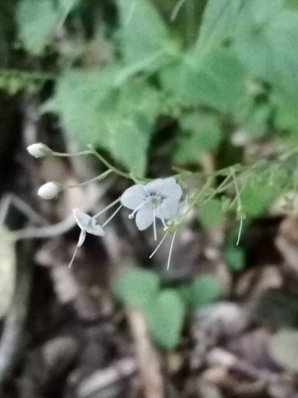 Veronica urticifolia