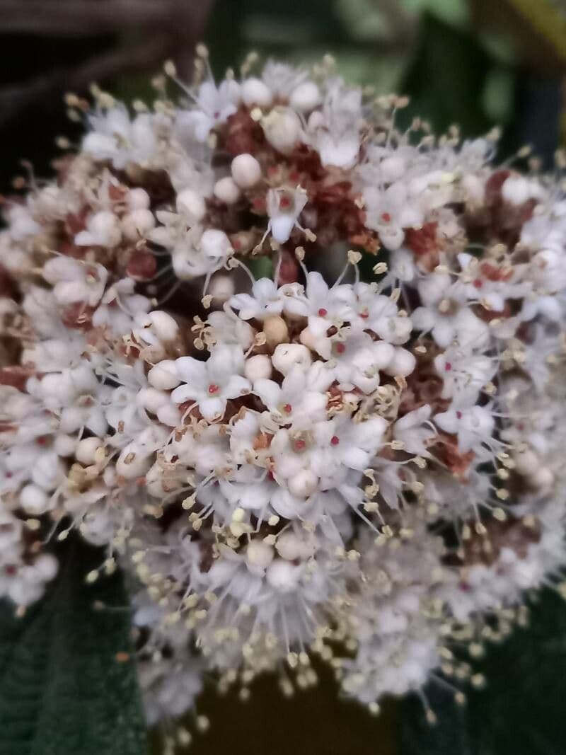 Viburnum rhytidophyllum