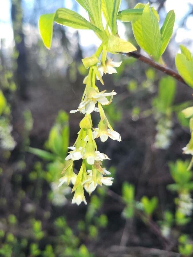 Oemleria cerasiformis