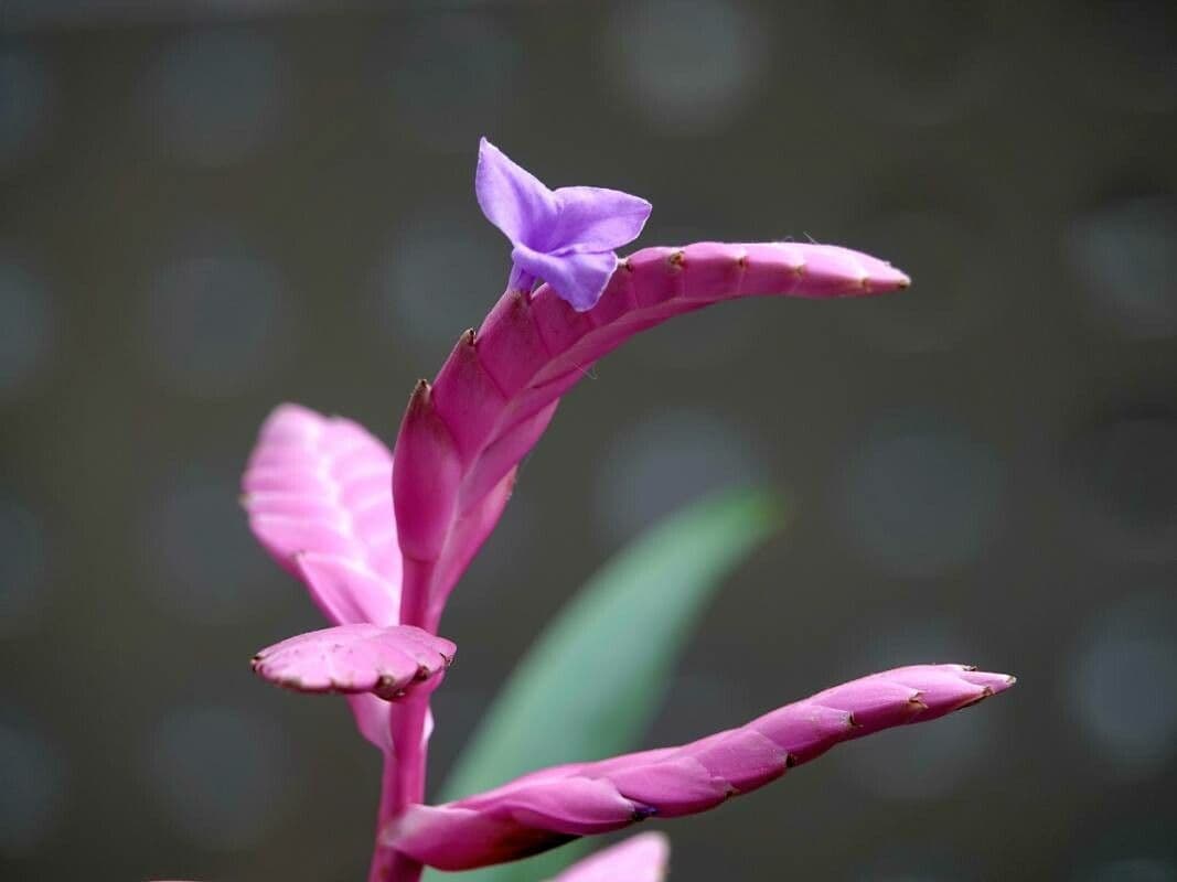 Wallisia cyanea