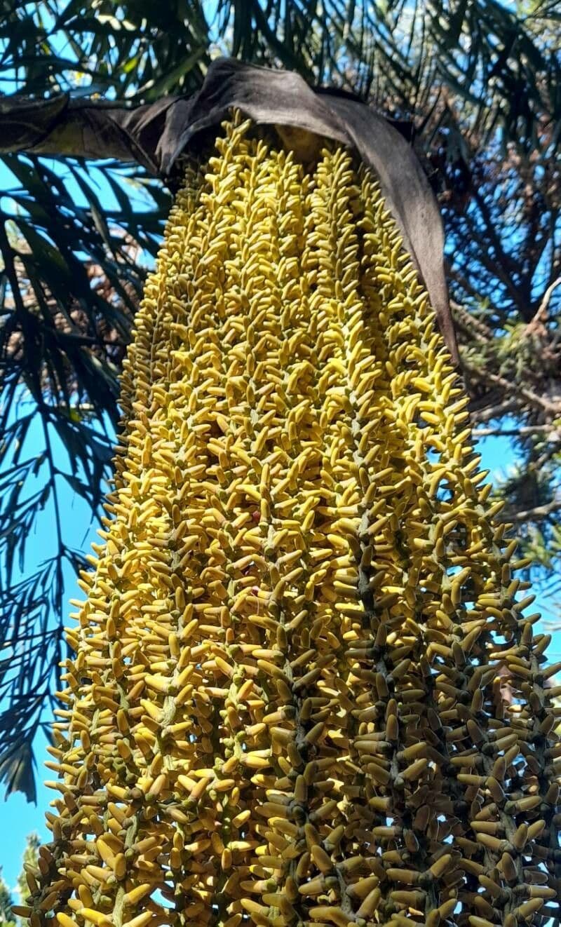 Caryota urens