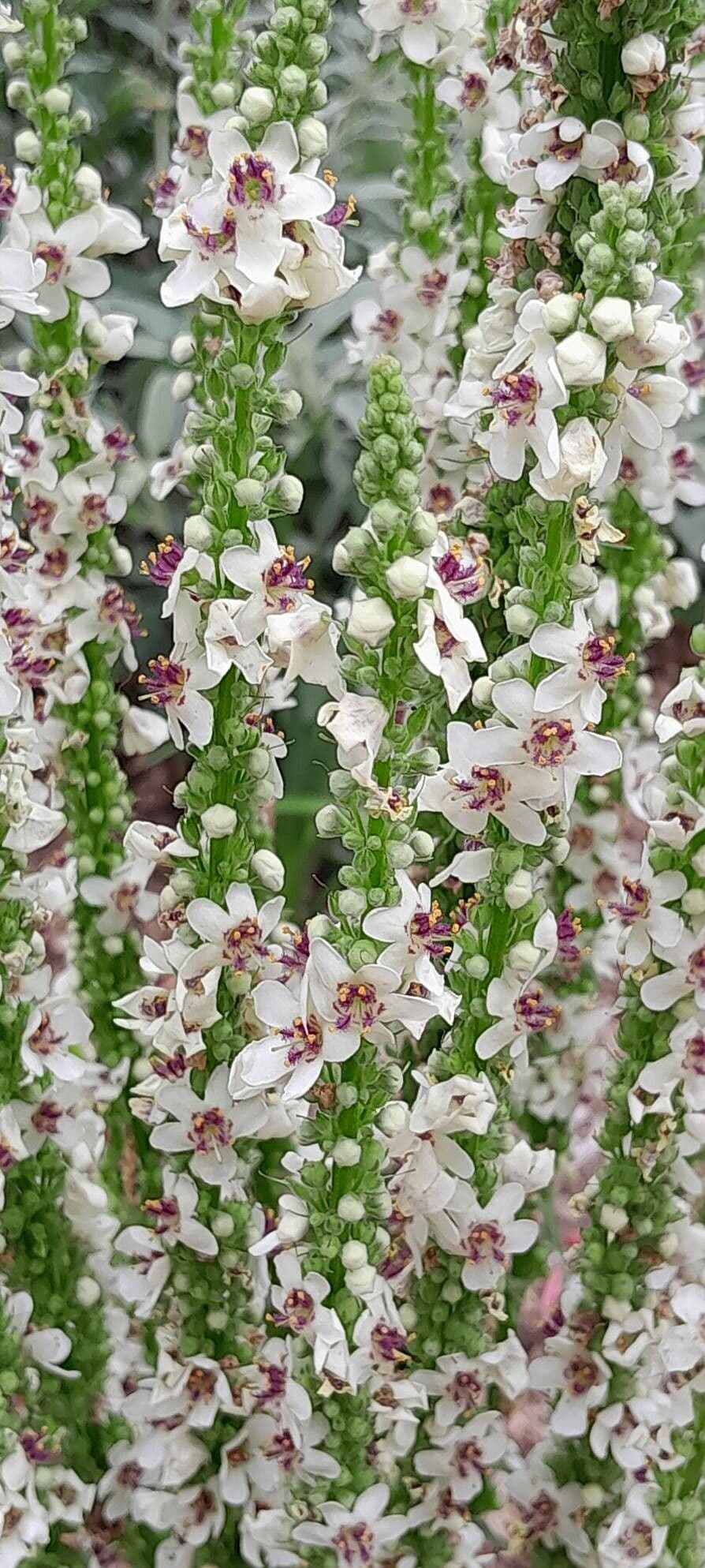 Verbascum chaixii