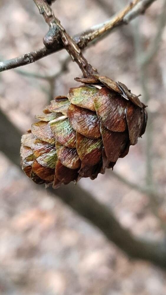 Larix decidua