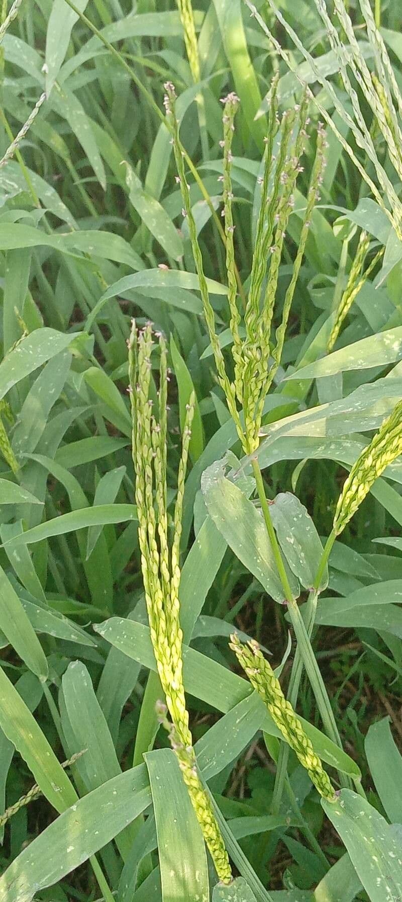 Digitaria ciliaris