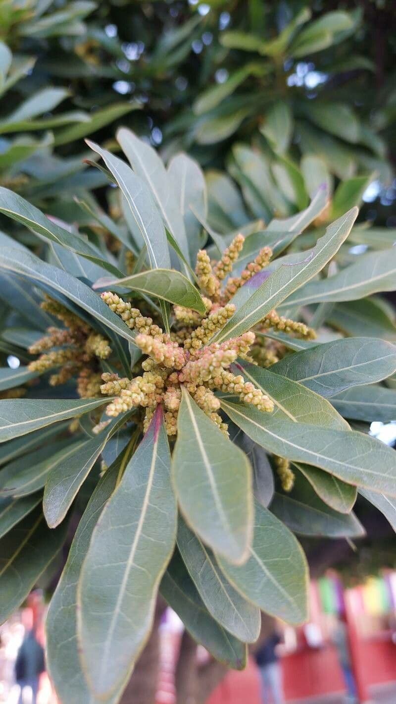 Myrica faya