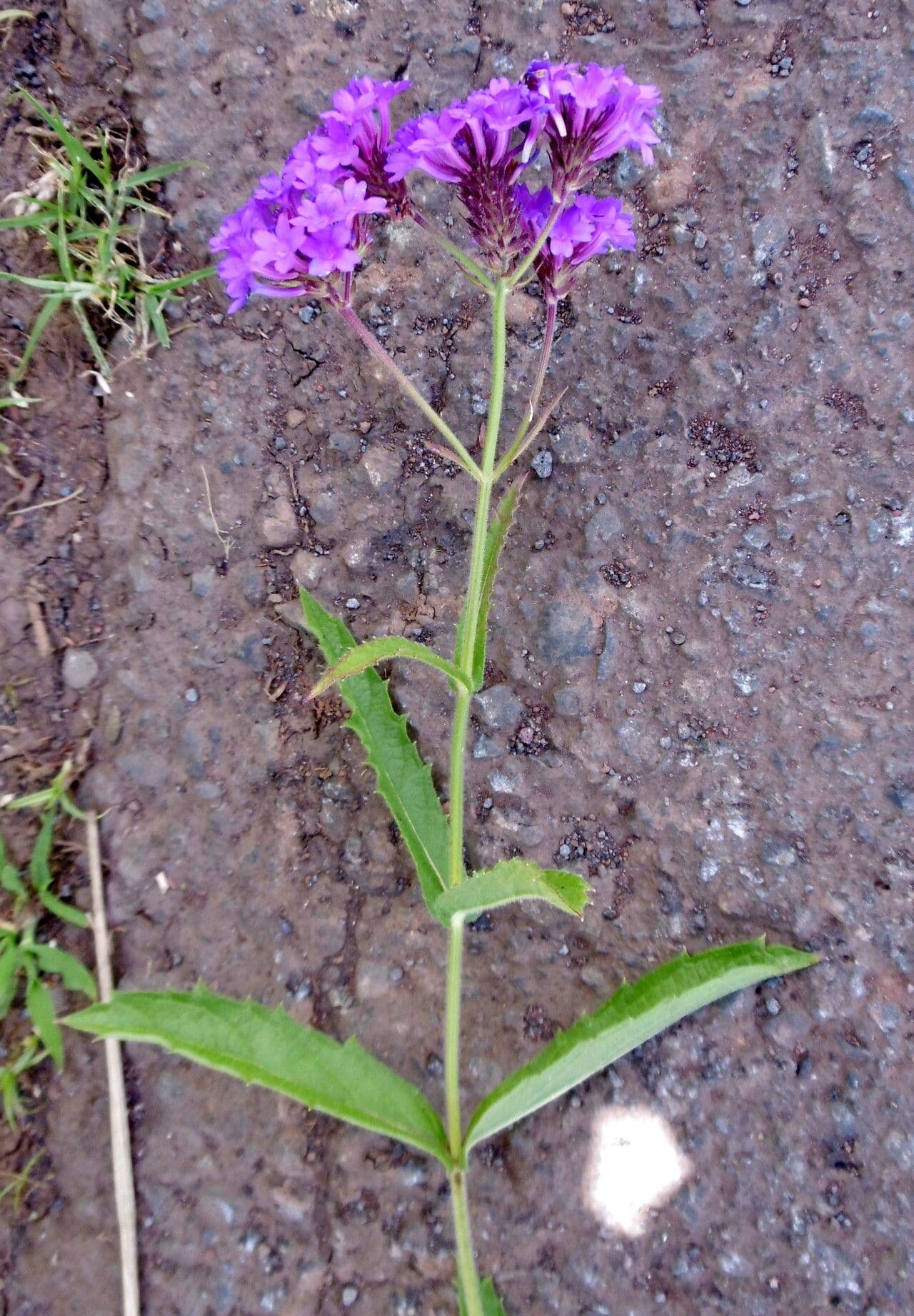 Verbena rigida