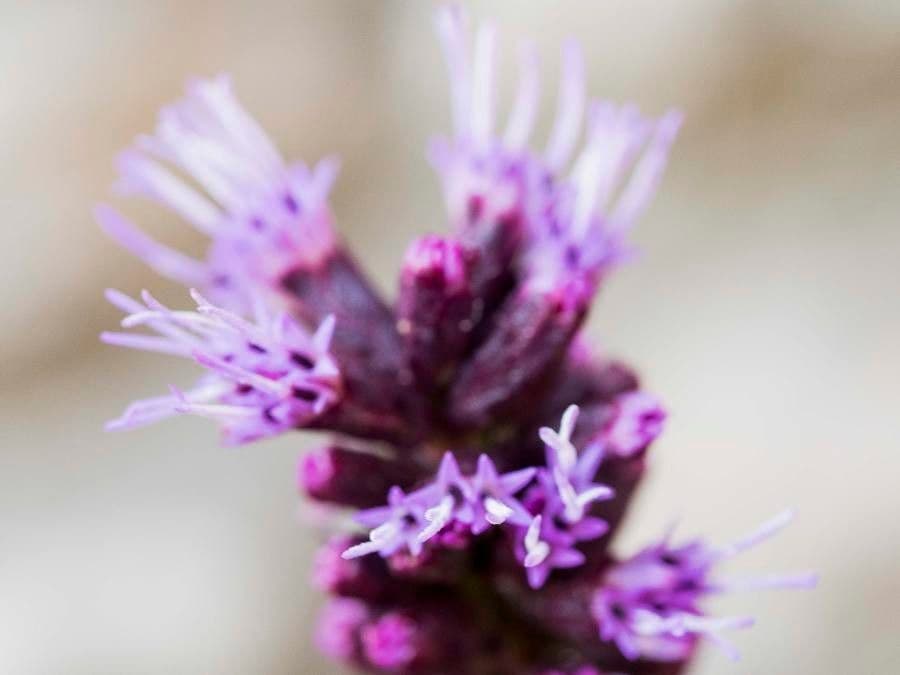 Liatris squarrosa