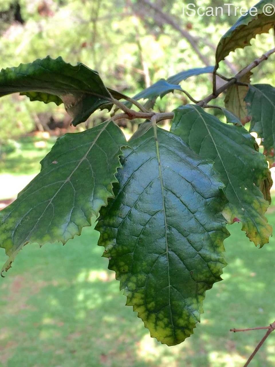 Curtisia dentata