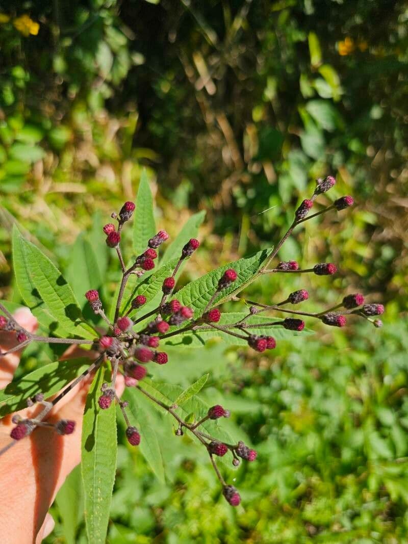 Vernonia noveboracensis