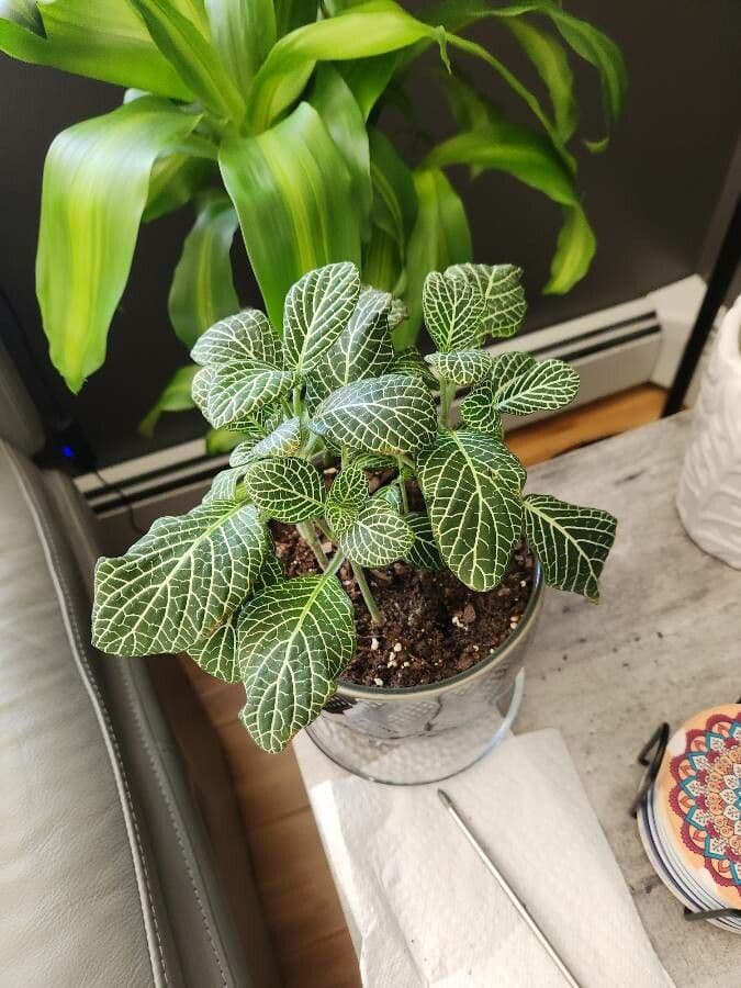 Fittonia albivenis