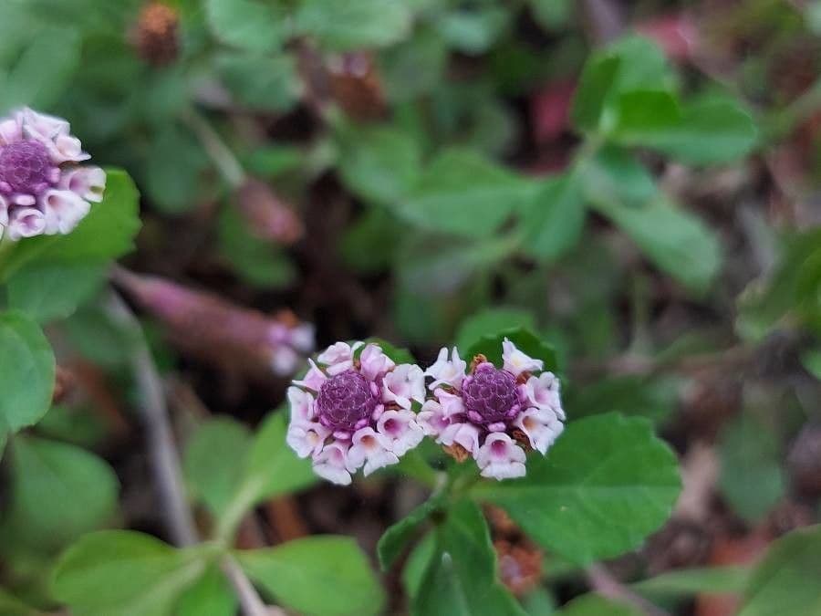 Phyla nodiflora