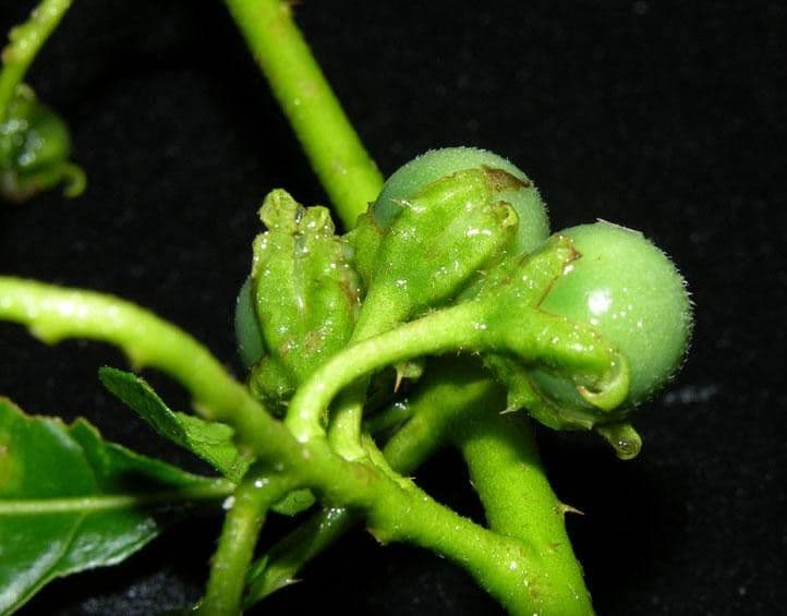Solanum volubile