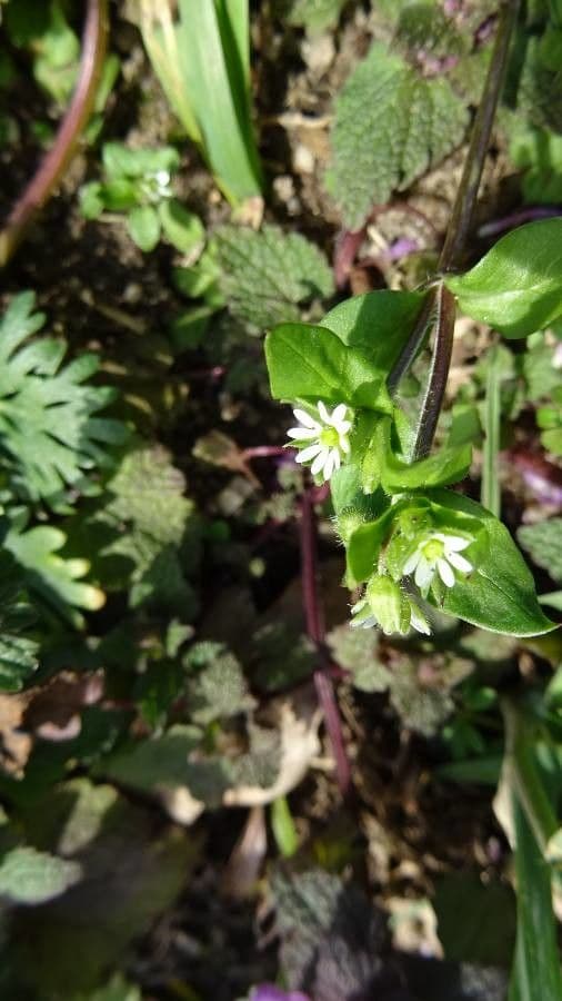 Spergula pentandra