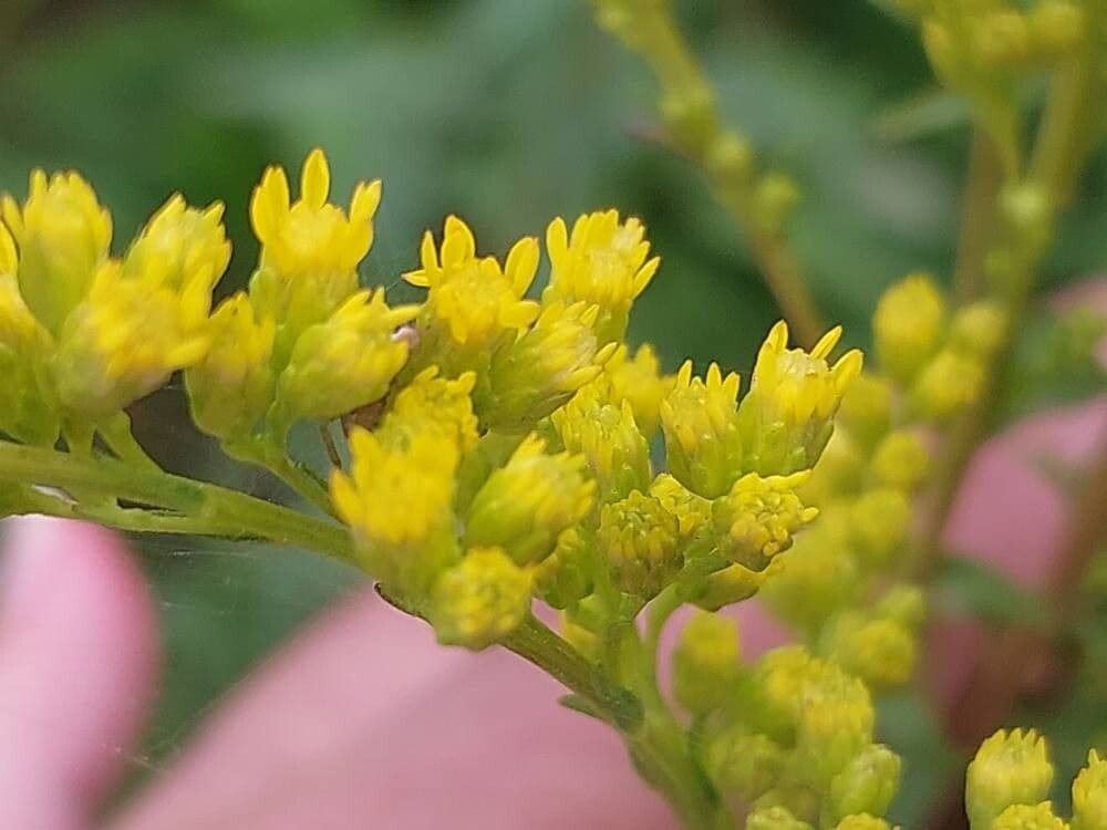 Solidago rigida