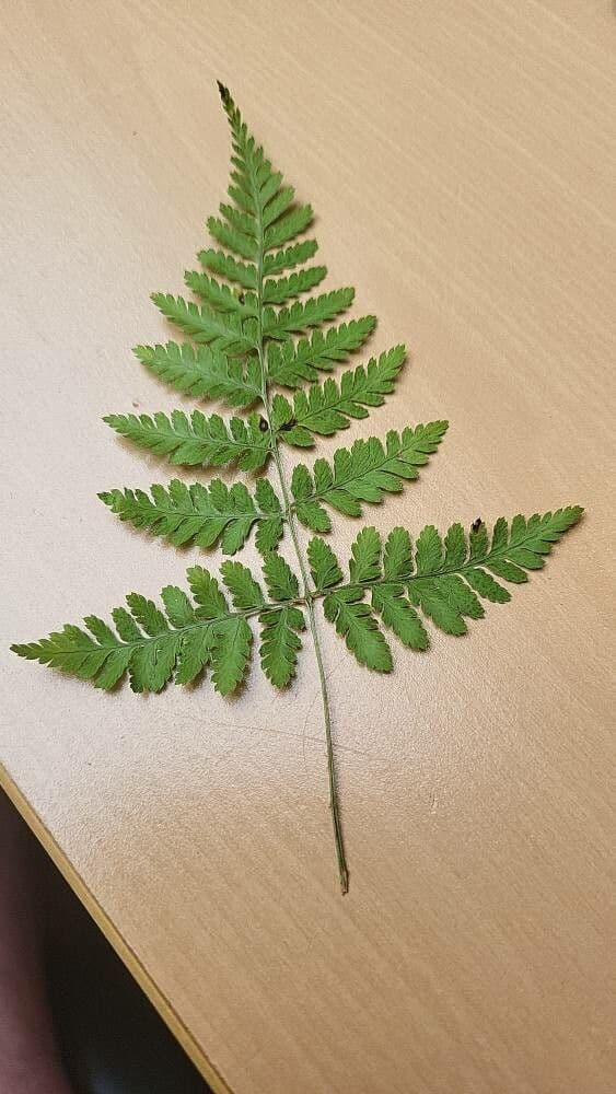 Dryopteris carthusiana