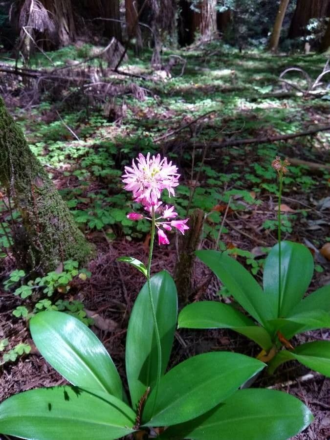 Clintonia andrewsiana