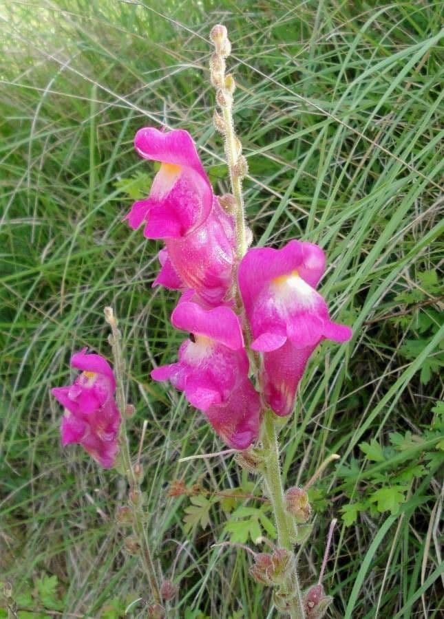 Antirrhinum majus