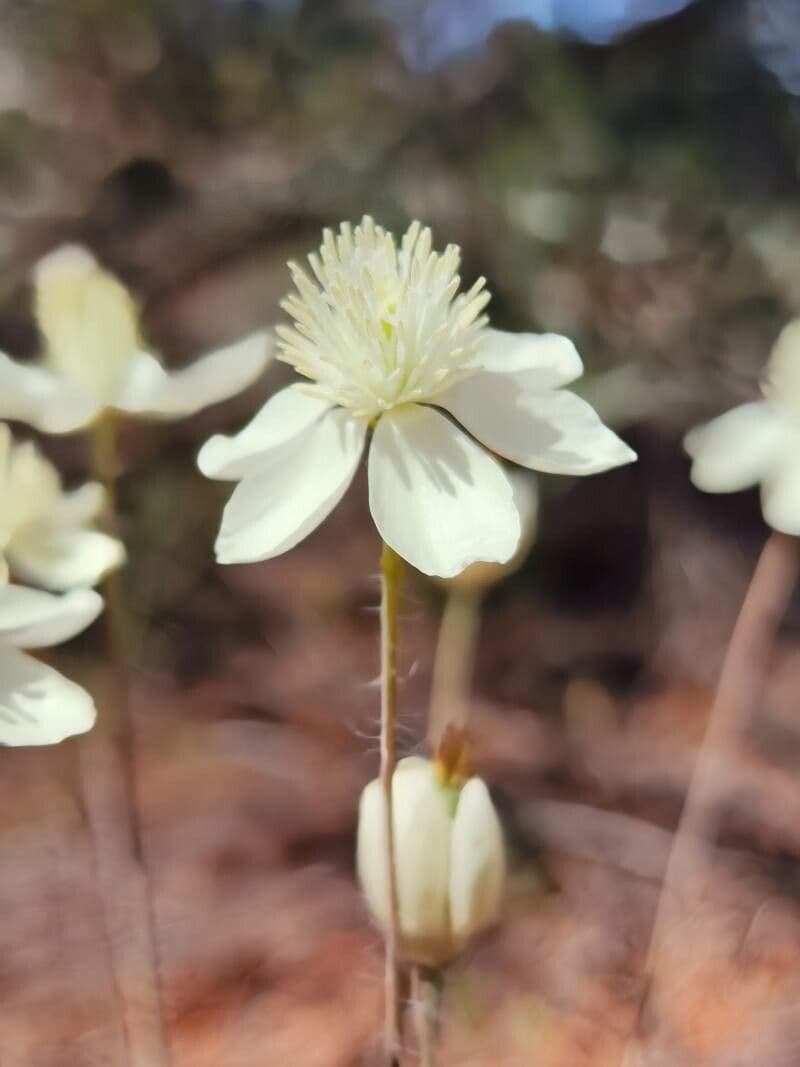 Platystemon californicus