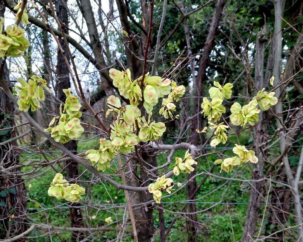 Ulmus minor