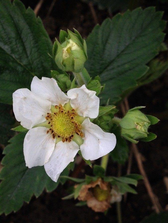 Fragaria ananassa