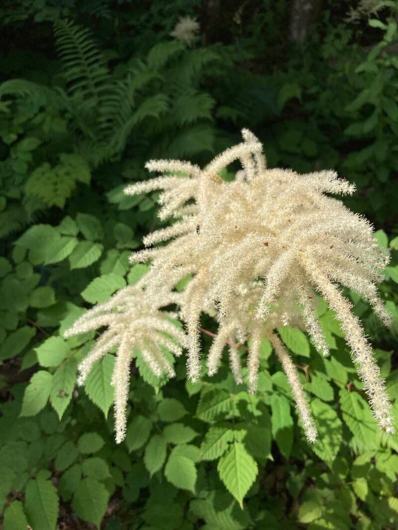 Aruncus dioicus