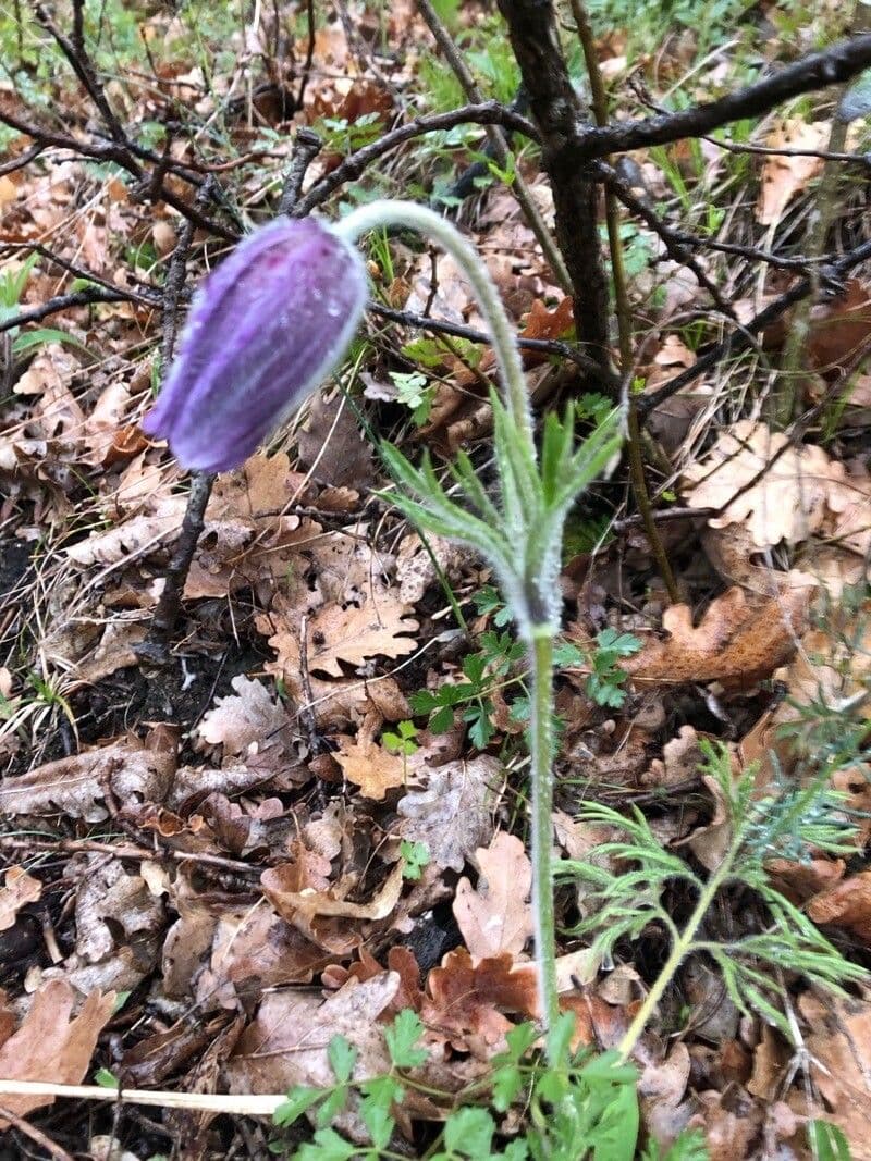 Pulsatilla montana