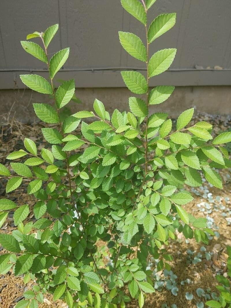 Ulmus crassifolia