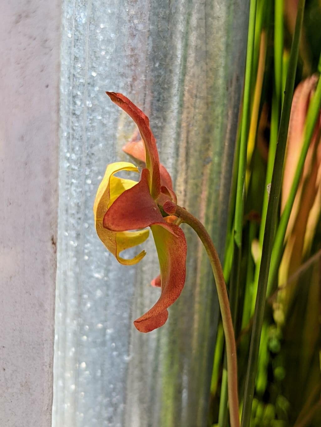 Sarracenia minor