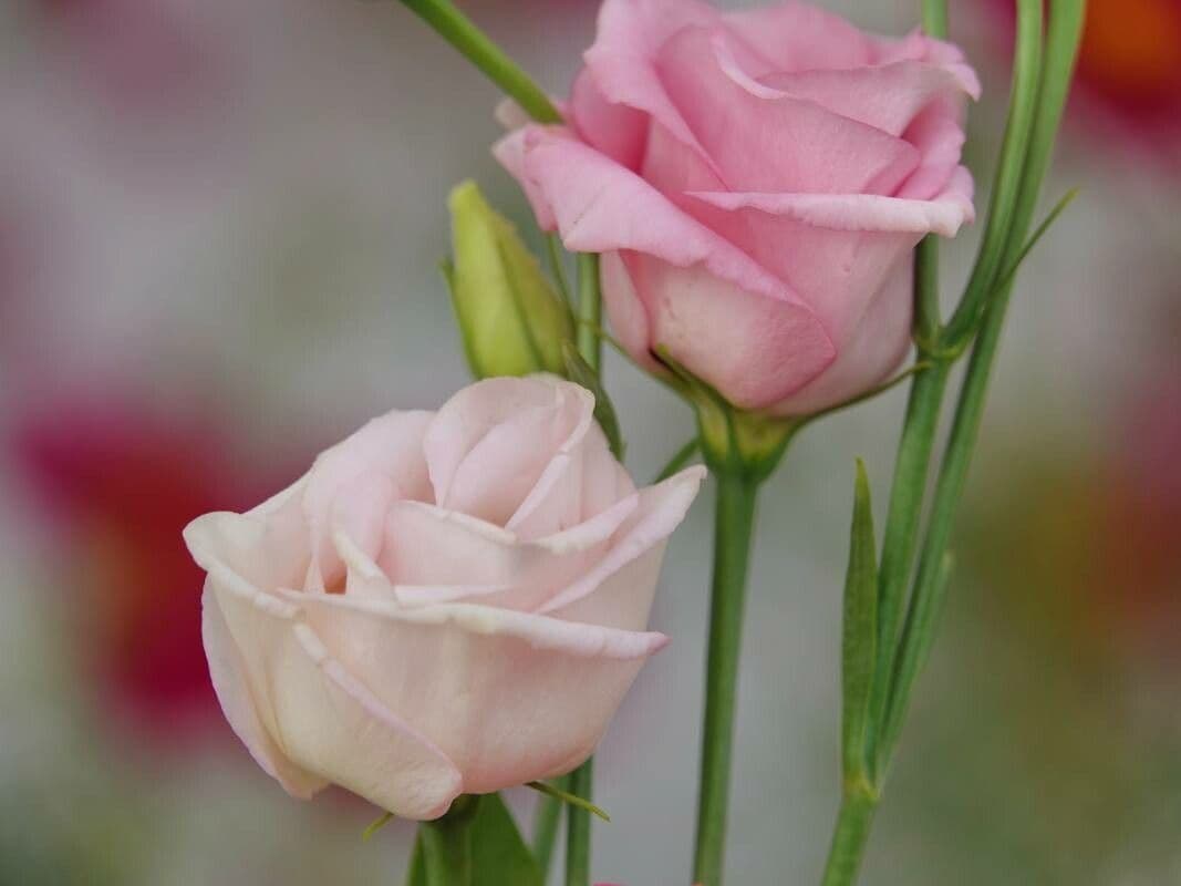 Eustoma russellianum