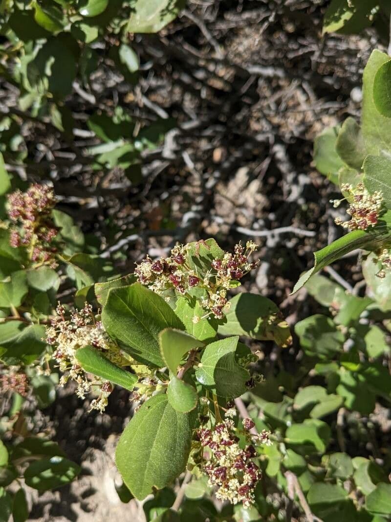 Ceanothus velutinus