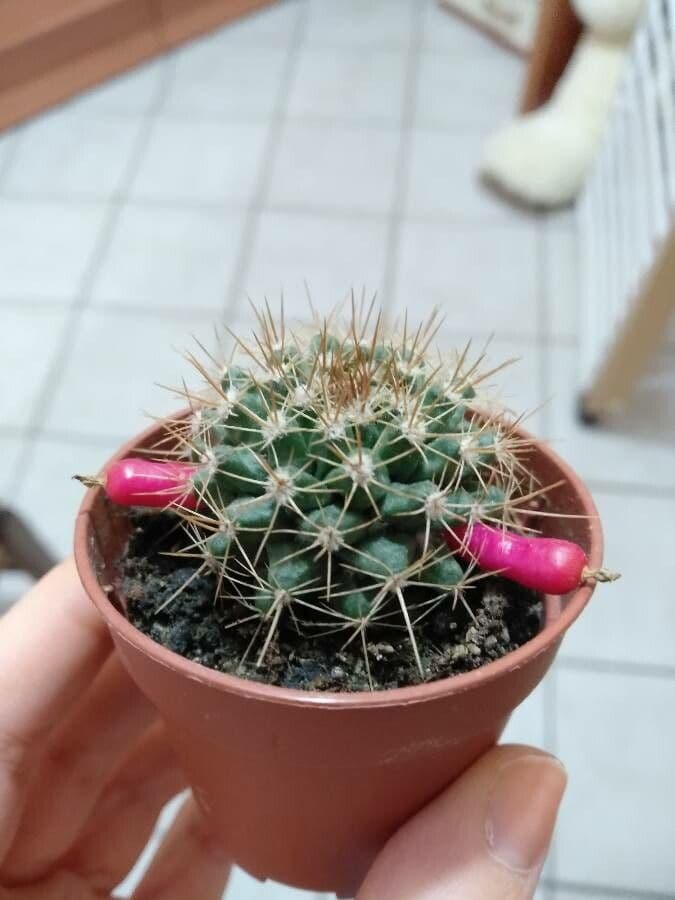 Mammillaria nivosa