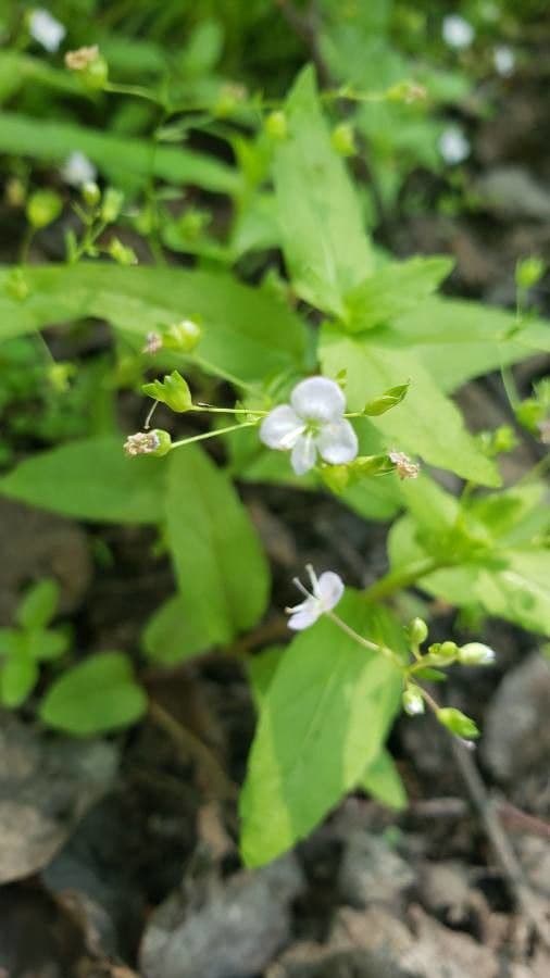 Veronica americana